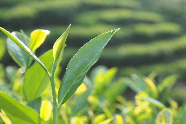 漳平水仙茶一斤多少钱（特级漳平水仙茶一斤多少钱）